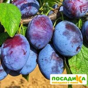 Слива Чачакская ранняя купить по цене от 229.00р. в интернет-магазине «Посадика» с доставкой почтой в в Пыть-Яхе и по всей России – [изображение №1].