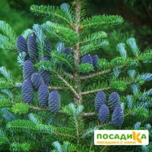 Пихта корейская (Abies koreana) купить по цене от 450.00р. в интернет-магазине «Посадика» с доставкой почтой в в Пыть-Яхе и по всей России – [изображение №1].