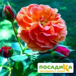 Роза Арабия купить по цене от 350.00р. в интернет-магазине «Посадика» с доставкой почтой в в Пыть-Яхе и по всей России – [изображение №1].