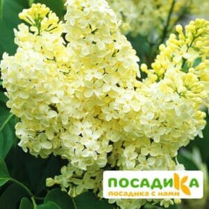 Сирень Примроуз (Primrose) купить по цене от 529.00р. в интернет-магазине «Посадика» с доставкой почтой в в Пыть-Яхе и по всей России – [изображение №1].