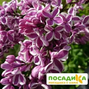 Сирень Сенсация купить по цене от 529.00р. в интернет-магазине «Посадика» с доставкой почтой в в Пыть-Яхе и по всей России – [изображение №1].