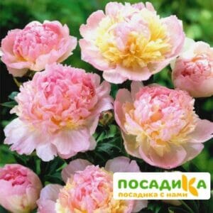 Пион Распберри Сандей (Paeonia Raspberry Sundae) купить по цене от 959р. в интернет-магазине «Посадика» с доставкой почтой в в Пыть-Яхе и по всей России – [изображение №1].