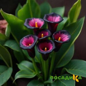 Калла Аура Лейс купить по цене от 400р. в интернет-магазине «Посадика» с доставкой почтой в в Пыть-Яхе и по всей России – [изображение №1].