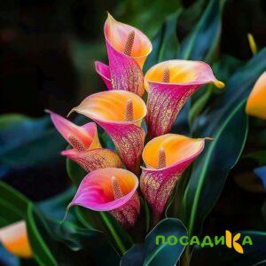 Калла Оникс купить по цене от 450р. в интернет-магазине «Посадика» с доставкой почтой в в Пыть-Яхе и по всей России – [изображение №1].