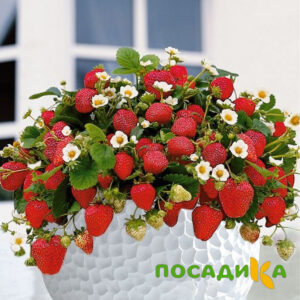 Клубника Рубиновый Шепот (горшечная) купить по цене от 240р. в интернет-магазине «Посадика» с доставкой почтой в в Пыть-Яхе и по всей России – [изображение №1].