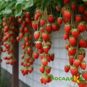 Клубника вьющаяся Комплимент купить по цене от 470р. в интернет-магазине «Посадика» с доставкой почтой в в Пыть-Яхе и по всей России – [изображение №1].