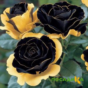 Роза Ханни Сикл купить по цене от 700р. в интернет-магазине «Посадика» с доставкой почтой в в Пыть-Яхе и по всей России – [изображение №1].