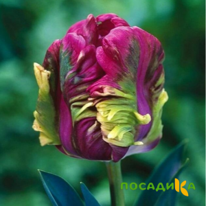 Тюльпан Экзотик Хэвен купить по цене от 186р. в интернет-магазине «Посадика» с доставкой почтой в в Пыть-Яхе и по всей России – [изображение №1].