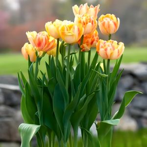 Тюльпан Верона Санрайз купить по цене от 280р. в интернет-магазине «Посадика» с доставкой почтой в в Пыть-Яхе и по всей России – [изображение №1].