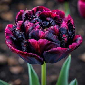 Тюльпан Фламинго купить по цене от 500р. в интернет-магазине «Посадика» с доставкой почтой в в Пыть-Яхе и по всей России – [изображение №1].