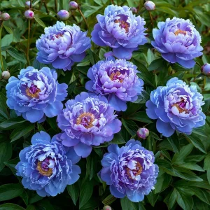 Пион Голубой лотос купить по цене от 590р. в интернет-магазине «Посадика» с доставкой почтой в в Пыть-Яхе и по всей России – [изображение №1].