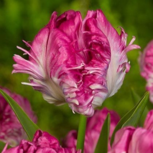 Тюльпан махровый Кул Кристал купить по цене от 400р. в интернет-магазине «Посадика» с доставкой почтой в в Пыть-Яхе и по всей России – [изображение №1].